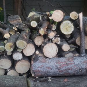 Fresh Firewood
